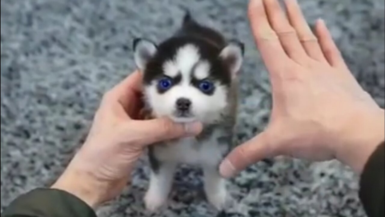 Cute puppy Videos