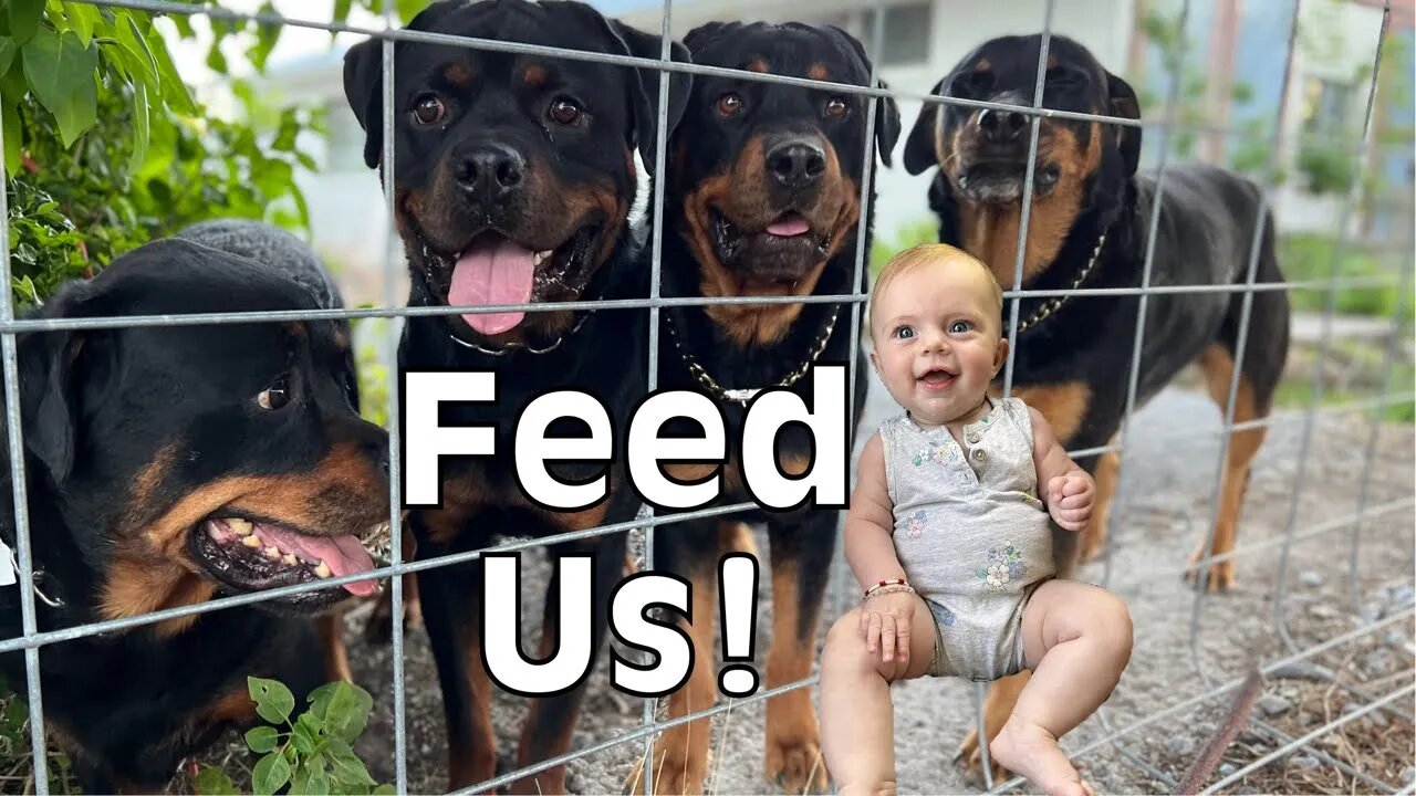 Feeding Rottweiler Dogs with Newborn Baby