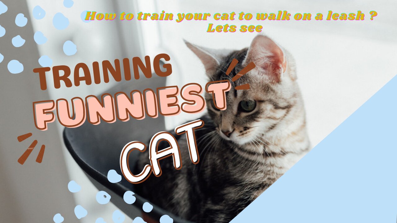 How to train your cat to walk on a leash? Lets see | FUNNIEST CAT Training