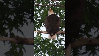 bald eagle