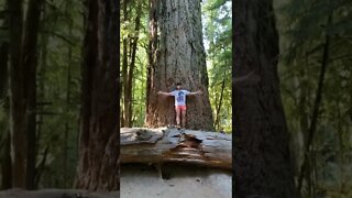 The biggest #wood #adventure #running #fitness #strong #workout #bc #vancouverisland #bigtrees