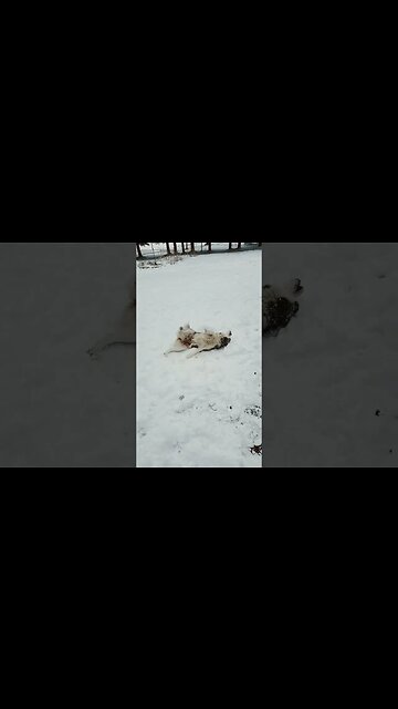 Shay loves the Snow ❄️ Snow Dogs 🐕