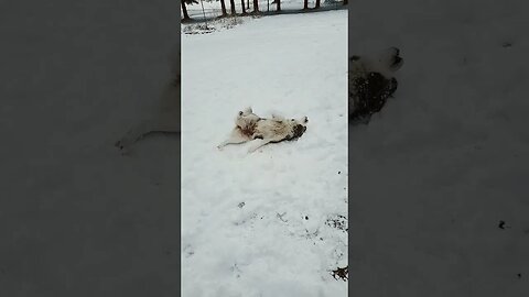 Shay loves the Snow ❄️ Snow Dogs 🐕