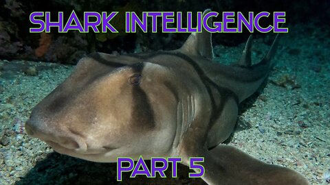 Shark Intelligence Part 5