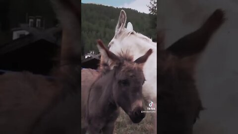 Esel ist ein Königstier- Jürgen Todenhöfer