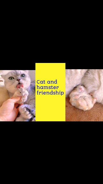 Cat love with hamster 🐹 | friendship | Cat, hamster,