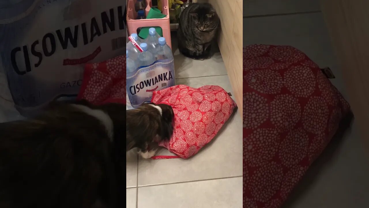 Let me see mommy what you have for me β€οΈπΆπ #love #pets #mystories #funny #shorts