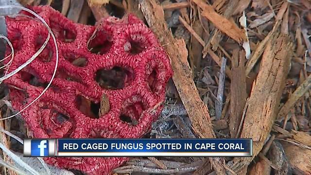 Red Cage Fungus spotted in Cape Coral