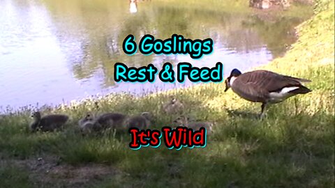 6 Goslings Rest & Feed