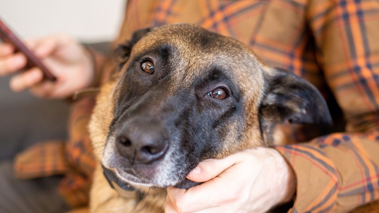 Average pet owner has this amount of pet panics every month
