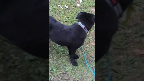 MIXED VIDEO OF KODA AUG/SEP 2023🐾