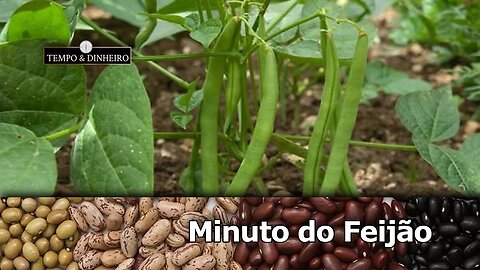 Consumo do Feijão maior que oferta