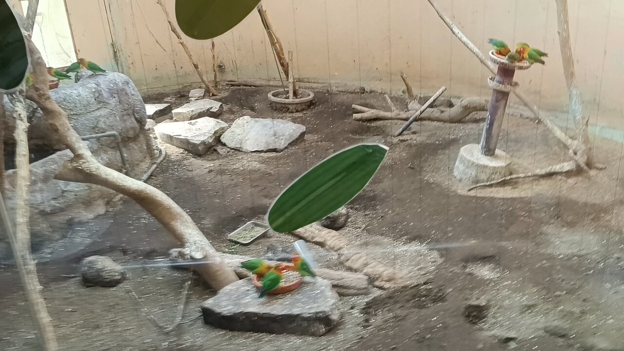 Small Parrots in Ueno Park Zoo