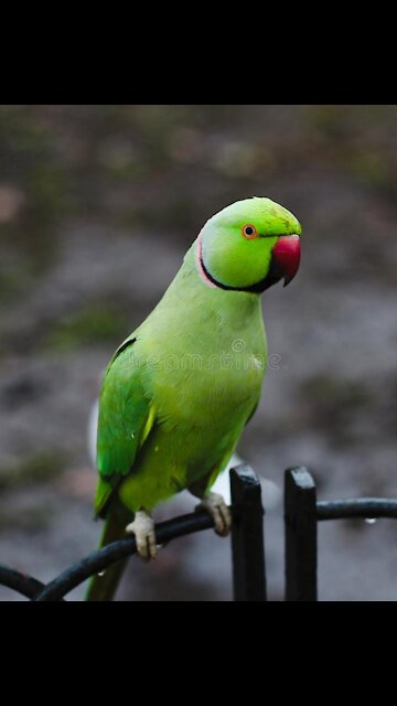 Romeo So Astonishing Talking Parrot. A One Of The Novel New Individual from Talking Parrot Family