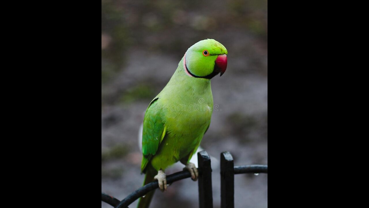 Romeo So Astonishing Talking Parrot. A One Of The Novel New Individual from Talking Parrot Family