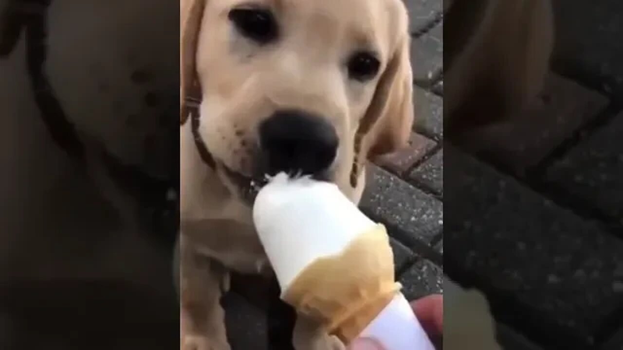 Dog eating ice cream #petvideos #videos