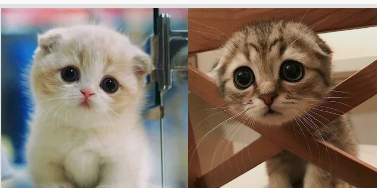 Baby Cats - Cute and Funny Cat Videos Compilation #8 | Aww Animals