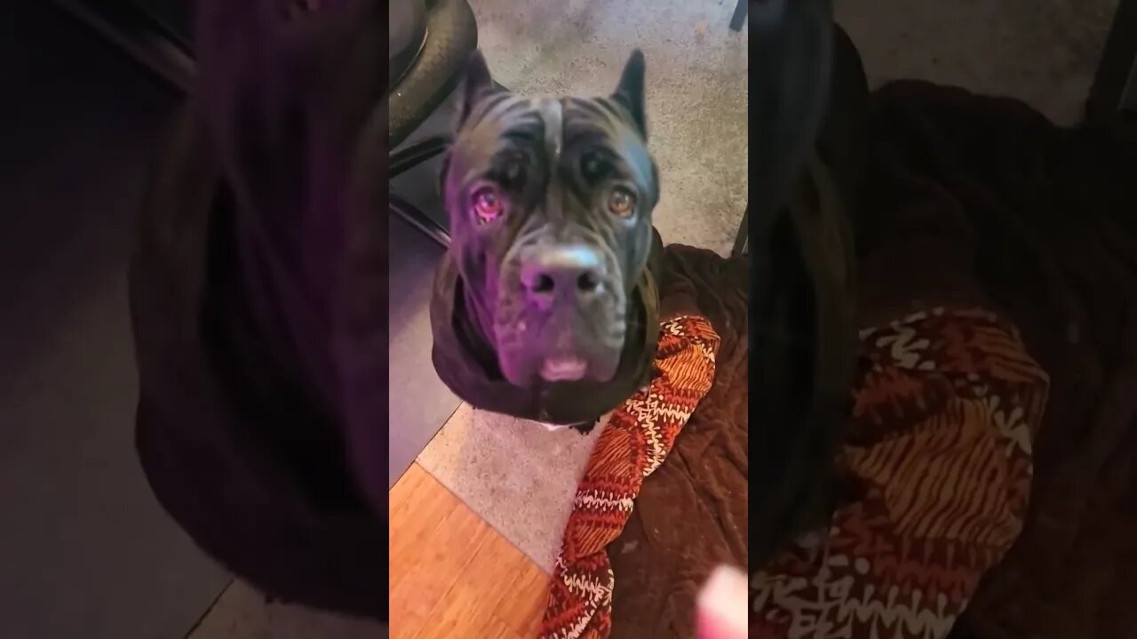 True puppy love!