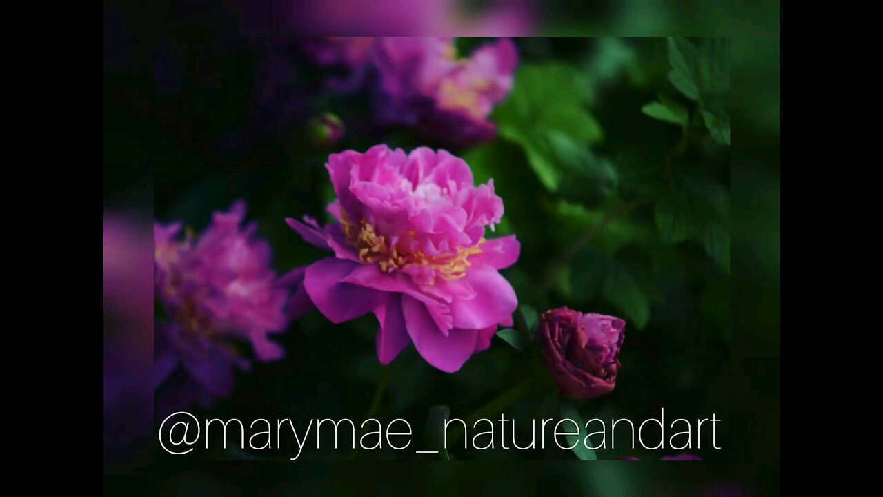 Marymae_natureandart vid 3