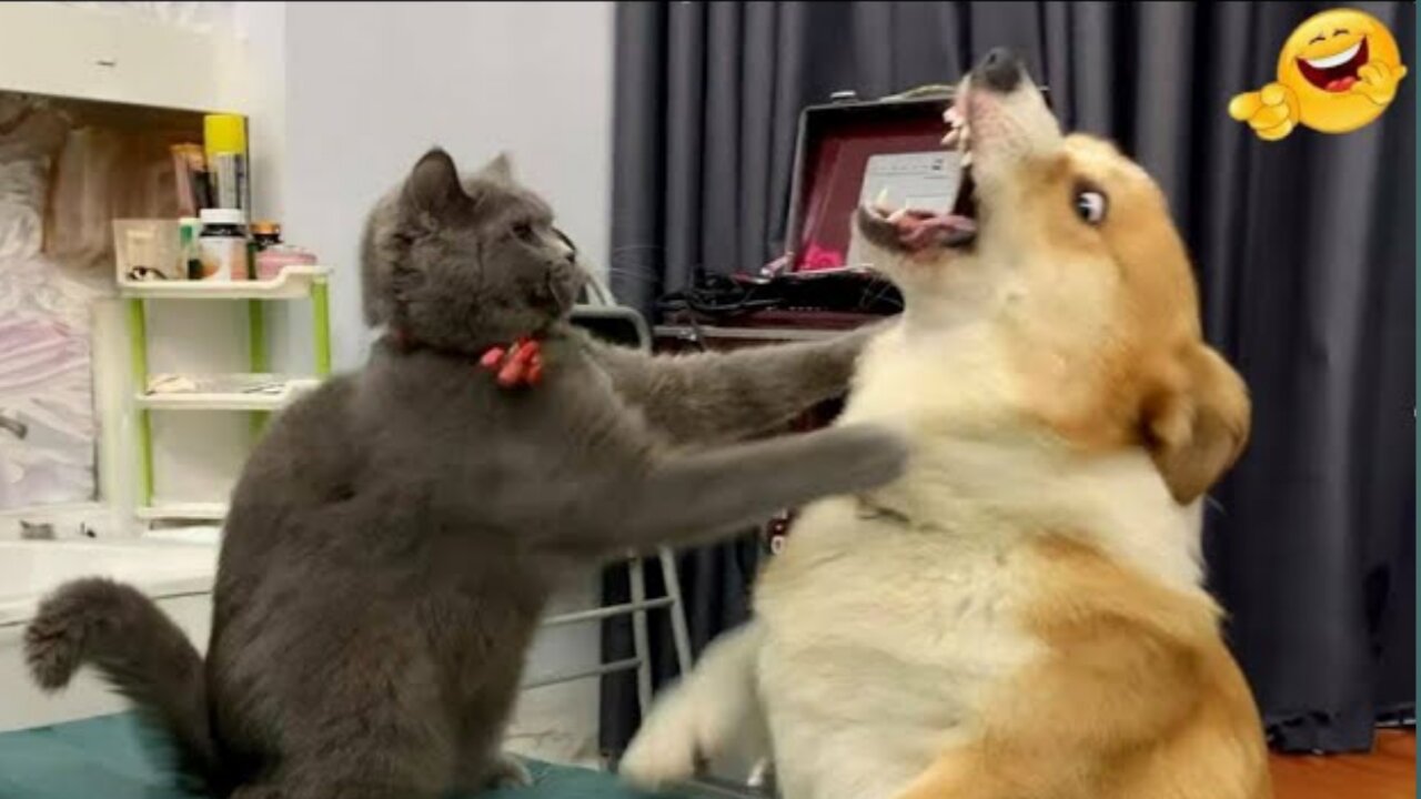 Funny Animals 2024 😂 Cute Cat And Dog Funny Videos 😸 Part 52