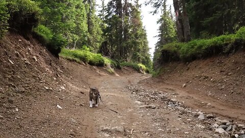 This Cat Loves the Mountains