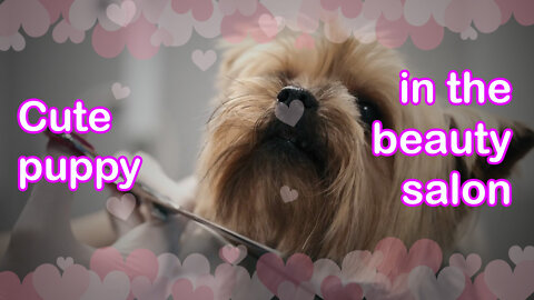 ⭐⭐Cute puppy in the beauty salon⭐⭐