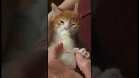 Look at kitten eyes when he drinks milk😻