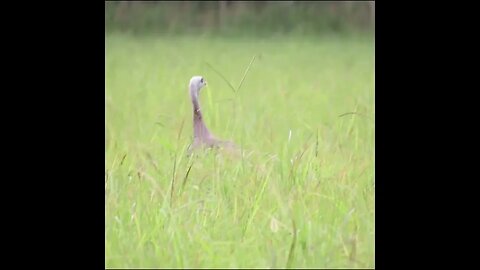 battlefield wildlife