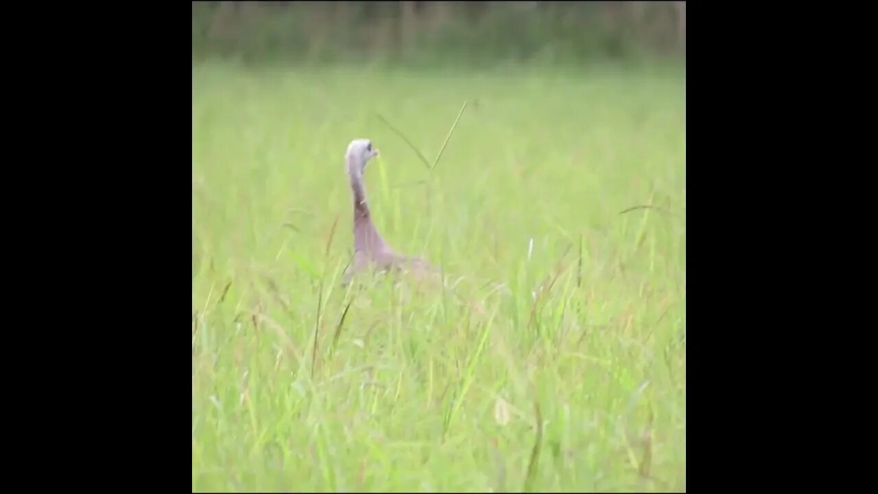 battlefield wildlife