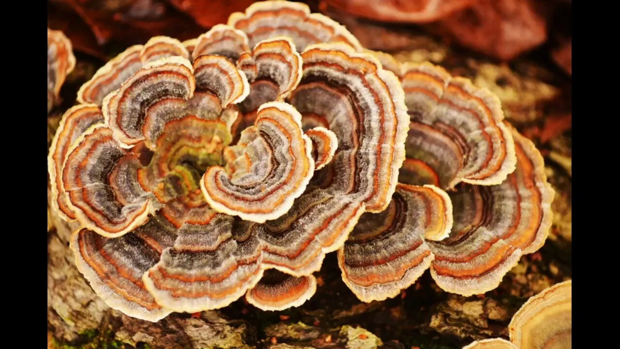 Turkey Tail Mushroom