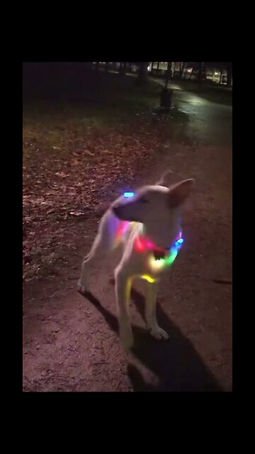 Dog dancing video must watch till end