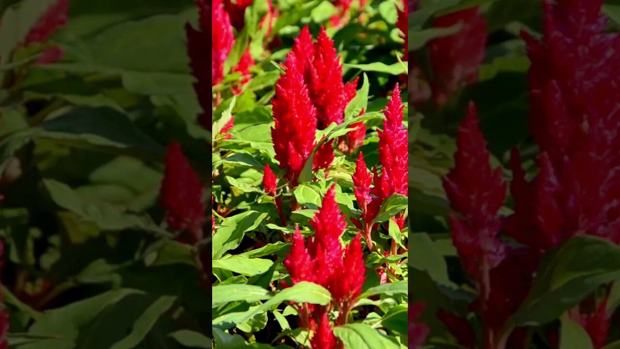 CELOSIA: Texture and color for your garden borders or beds