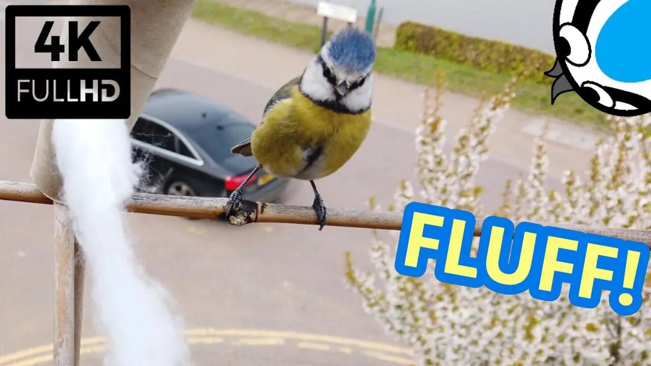 [4K] Blue Tit Going Mental on Fluff