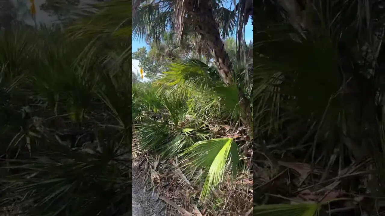 Looking for Lizards at Shark Tooth Beach