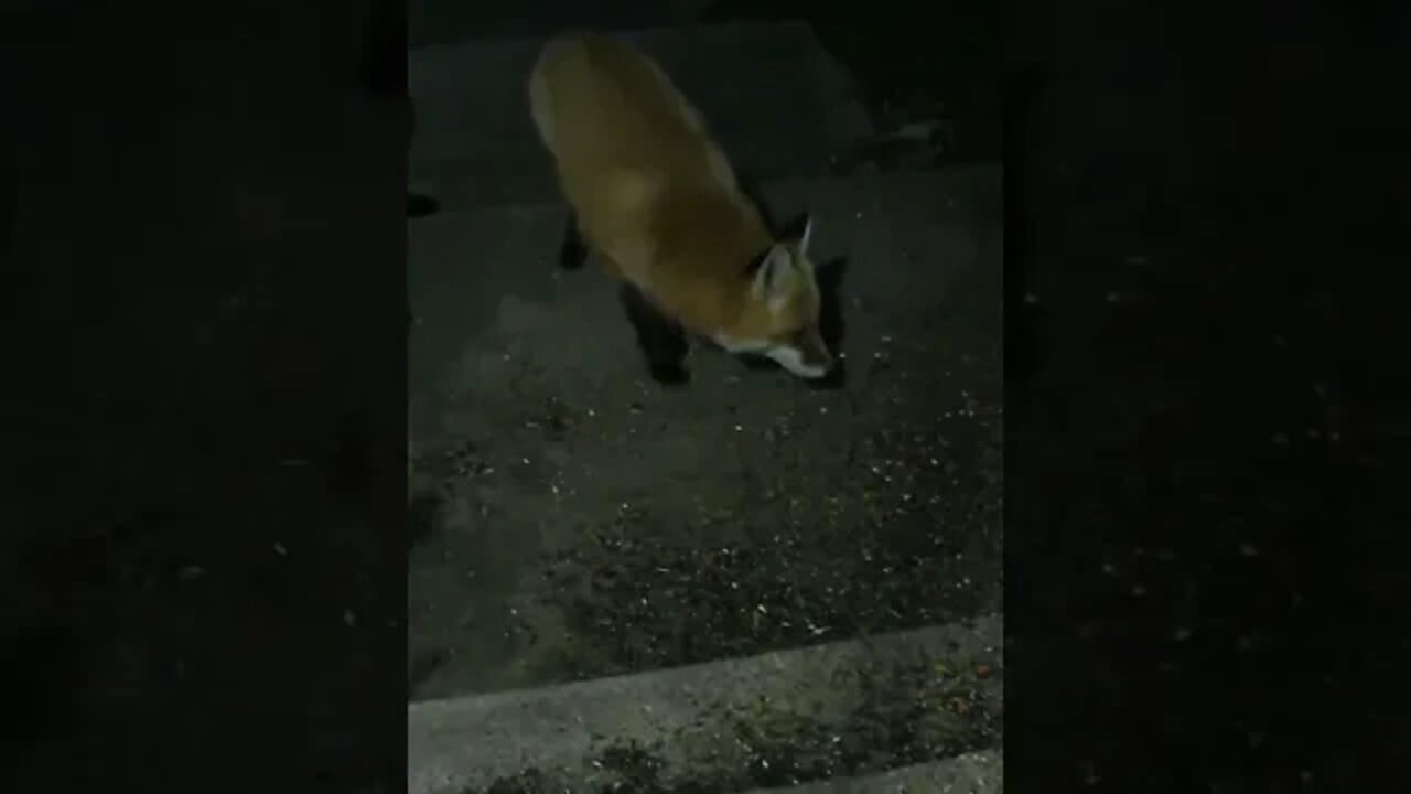 The Beautiful Red Fox Visits Again #Shorts 😍