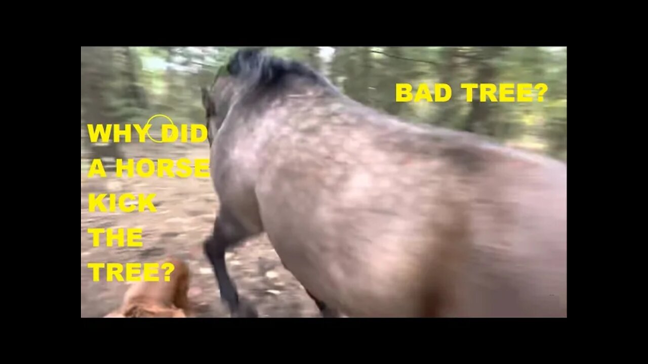 Why Did A Horse Kick A Tree & Then Fart & Run Off - I Try To Explain It Here