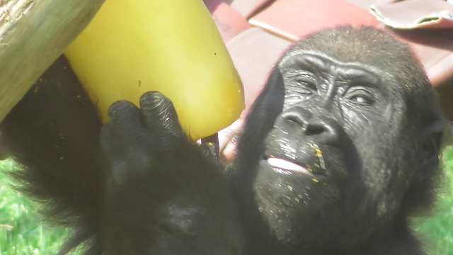 Gorilla Youngster Cures Sweet Tooth Feasting On Giant Popsicle