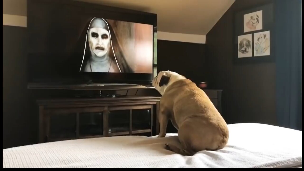 Bulldog reaction to horror scene👽👽