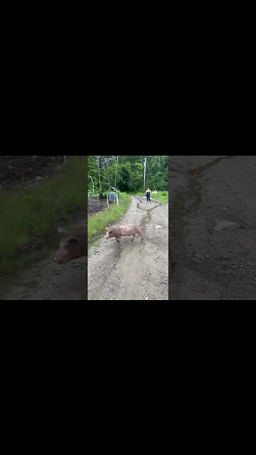 Things don’t always go as planned when you’re raising pigs…