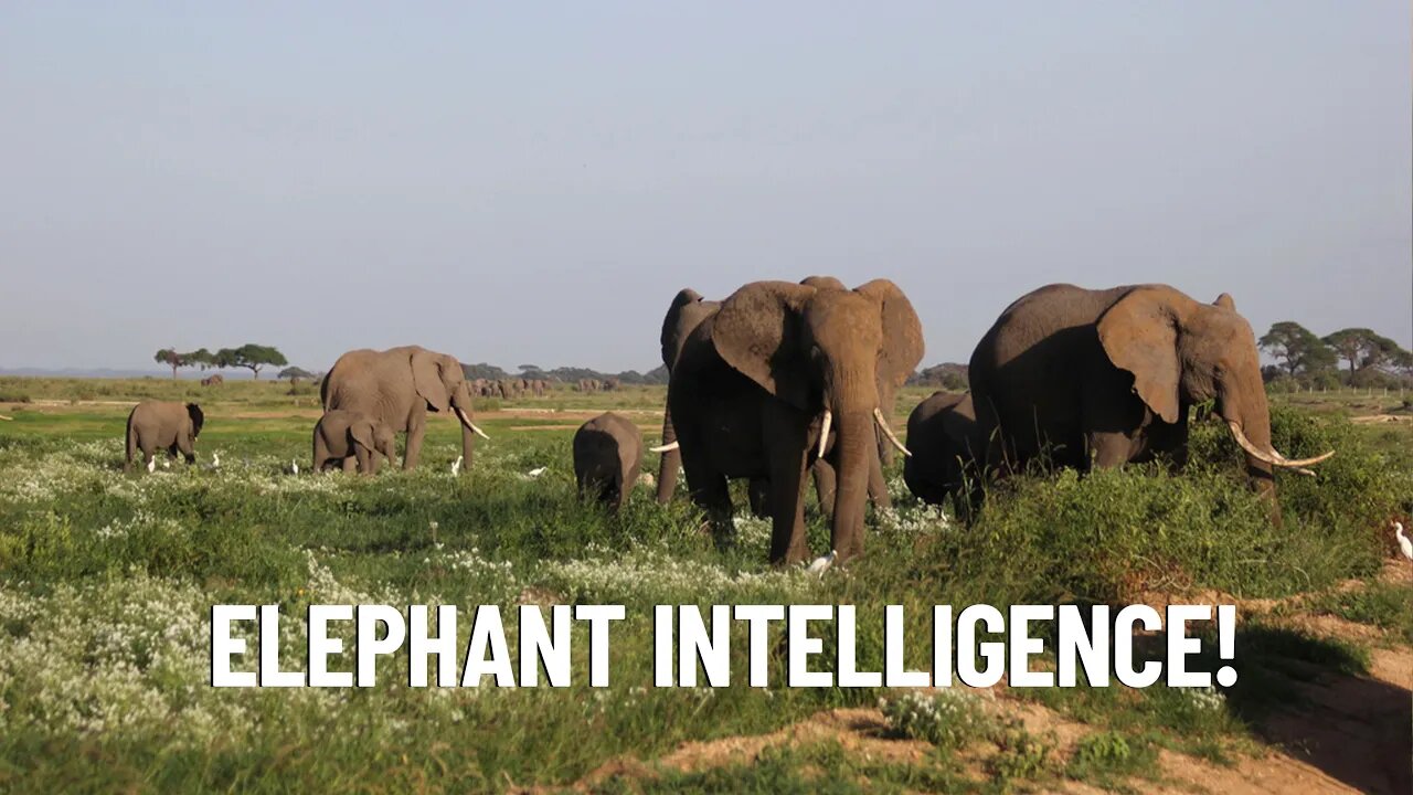 The 7 Behaviors That Prove Elephants Are Incredibly Smart!