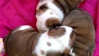 cute puppy dogs caught on camera