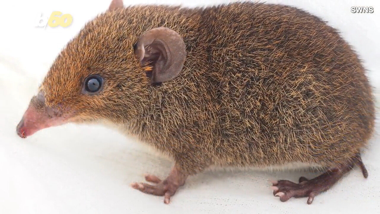 Biologists Discover Five New Adorable, Furry Hedgehog Species