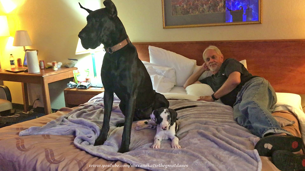 Great Dane and puppy relax in pet friendly hotel