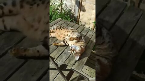 Bengal cat enjoys sunny bathtime 🌞🐆#bengalcat #cutecat #catwashing