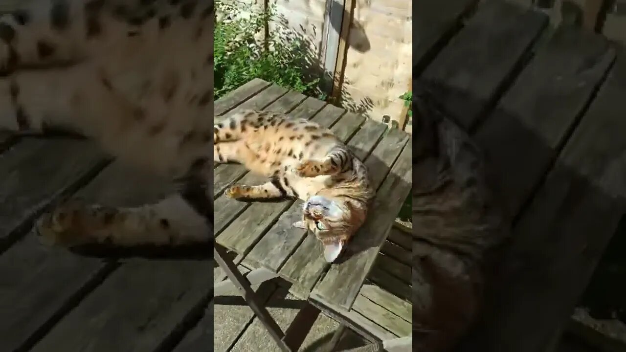 Bengal cat enjoys sunny bathtime 🌞🐆#bengalcat #cutecat #catwashing