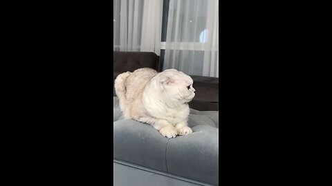 cat video funny