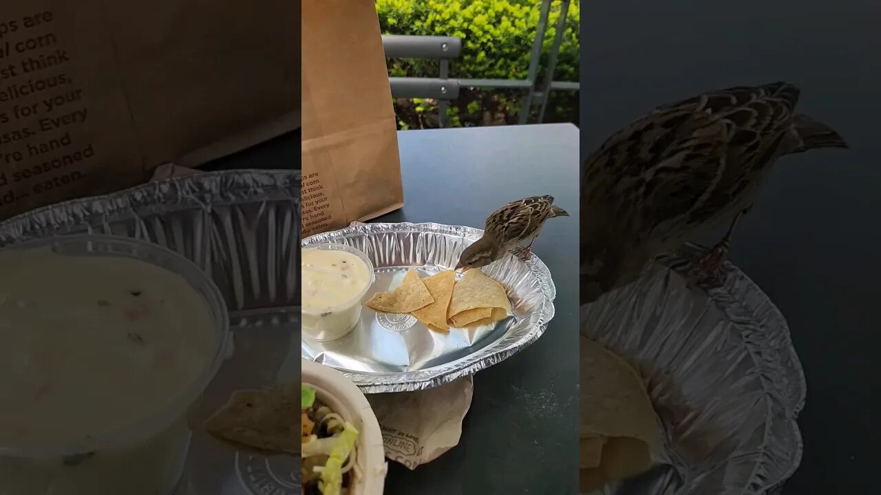 Bird steals my #Chipotle