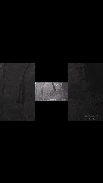 Jack's Trail Camera -- Episode 75 #shorts