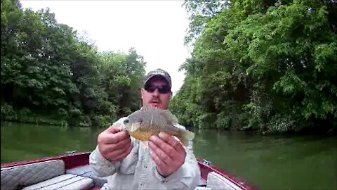 Blue Marsh Lake Bluegills (Sunfish / Panfish)