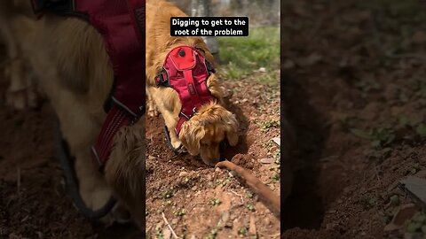 Digging to get to the root of the problem #goldenretrievers #pei #puppy